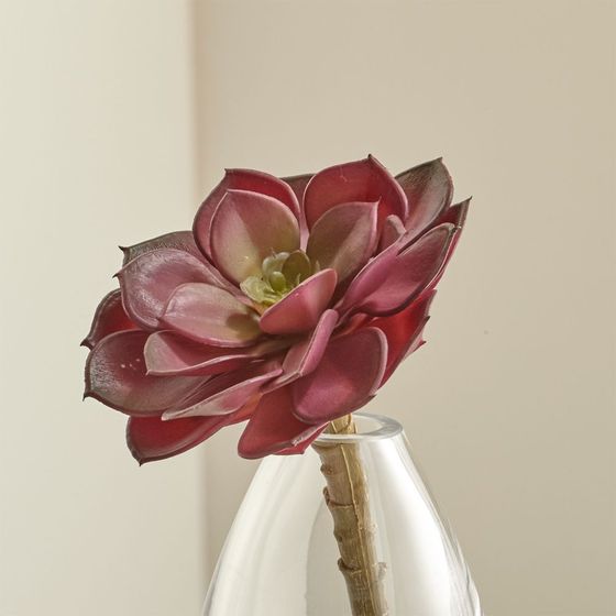 Planta-Suculenta-Rosada-Decorativa - cratebarrelco
